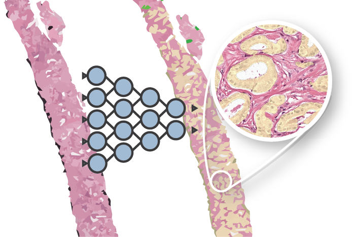 Thesis graphic: AI as a digital fellow in pathology